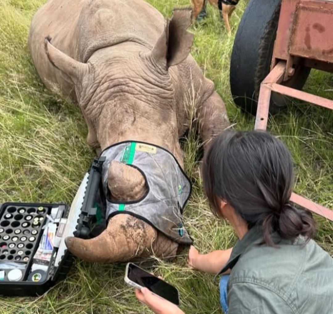 Rhino darting South Africa